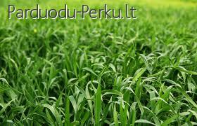 Parduodamas sklypas Varėnos rajone (graži vieta)