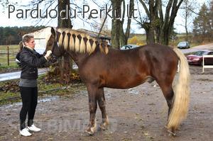 Parduodamas stambintas žemaitukas.