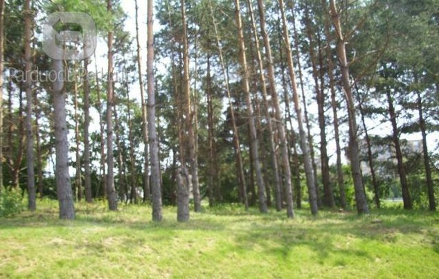Parduodamas žemės sklypas pušyne Utenoje