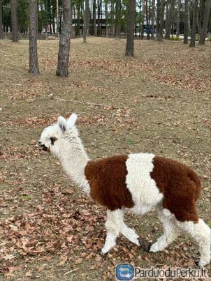 Parduodame Alpakas