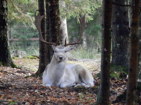 Danieliai šviesūs (perliniai), Dovydo elniai