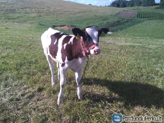 Parduodame Telyčaitę