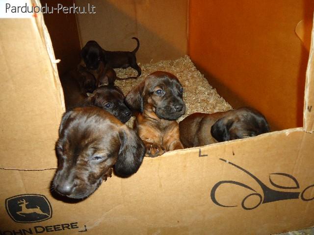 Parduodami Bavarų pėdeskių šuniukai