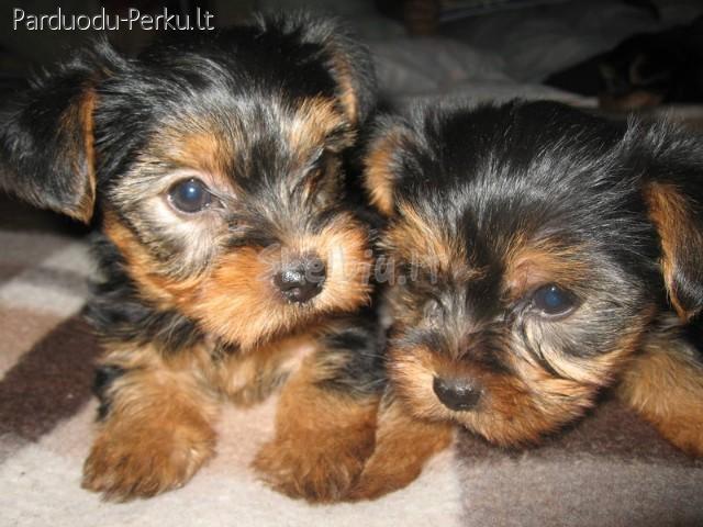 Parduodami jorkiukai