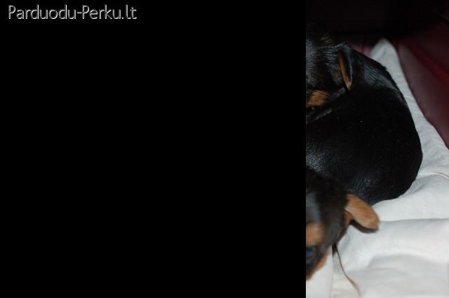 Parduodami jorkšyro terjero šuniukai su kilmės dokumentais