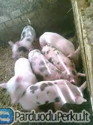 Parduodami parseliai