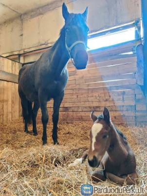Parduodami žirgai ir sportui, ir laisvalaikiui