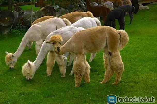 Parduodamos alpakos suaugusios ir jaunikliai