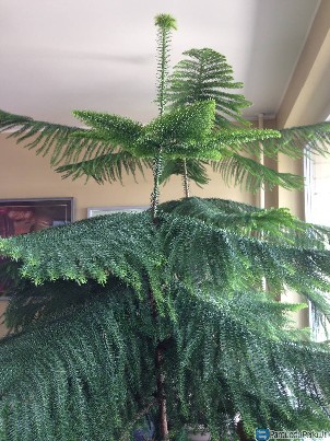 Parduodamos dvi gražios kambarinės eglės Araukarijos