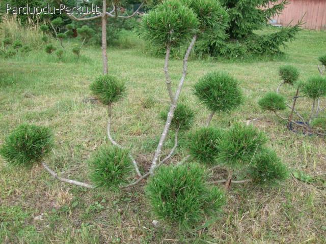 Parduodamos formuotos pušys