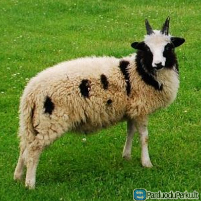 Parduodamos Jakobo (Jokūbo) veislės avys