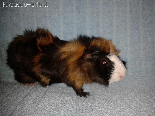 Parduodamos jūros kiaulytes