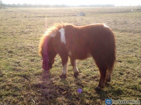 Parduodu 2m. poniukę