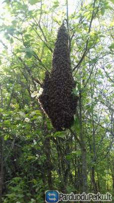 Parduodu Bičių Spiečius Ukmergės Raj. Kaina Nuo 35