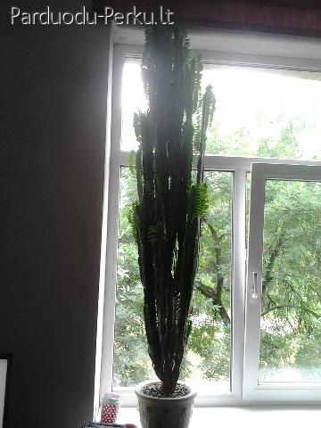 Parduodu didžiulį kaktusą (Karpažolė)