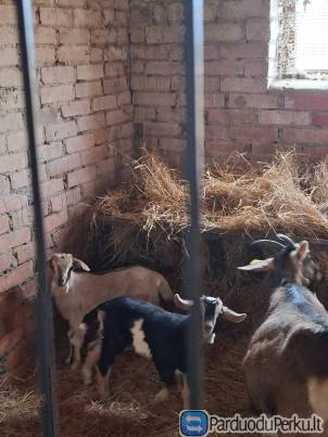 Parduodu du ožiukus(Liko tik vienas)