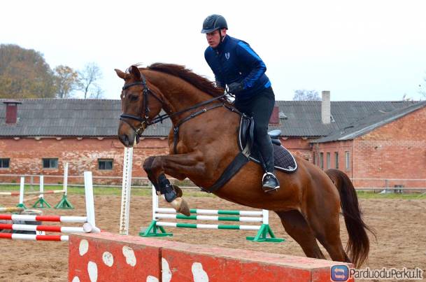 Parduodu du sportinius žirgus