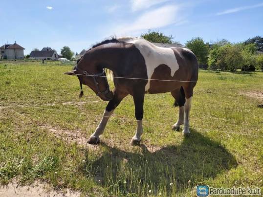 Parduodu dvi kumeles