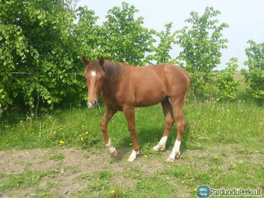 Parduodu eržilą 2 m