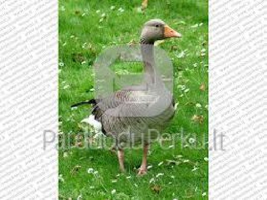 Parduodu gyvas namines ekologiškas žąsis