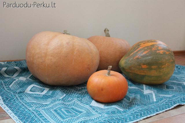 Parduodu kaime užaugintus moliūgus