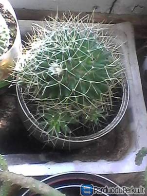Parduodu kaktusą, 2 eur