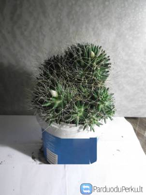 Parduodu kaktusą, aukštis 14cm