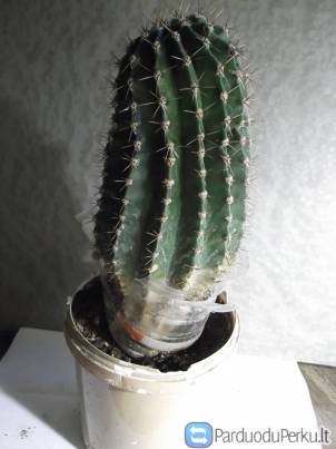 Parduodu kaktusą, aukštis 22 cm