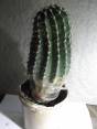 Parduodu kaktusą, aukštis 22 cm