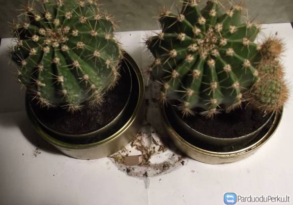 Parduodu kaktusą, 4 eur