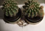 Parduodu kaktusą, 4 eur