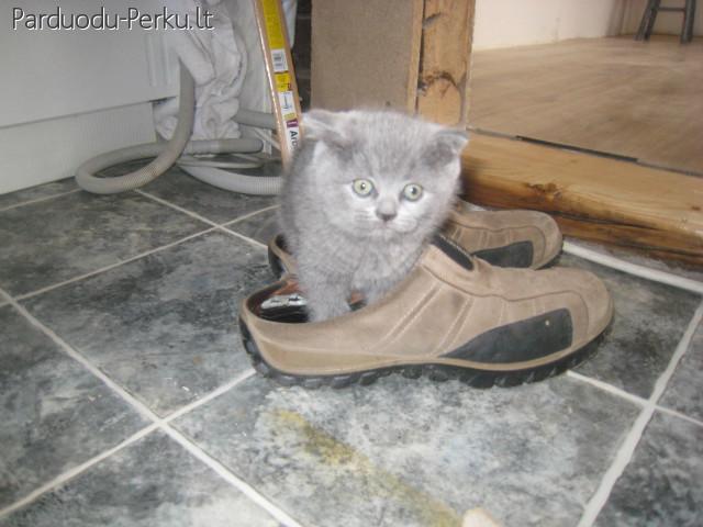 Parduodu Škotų veislės katytes