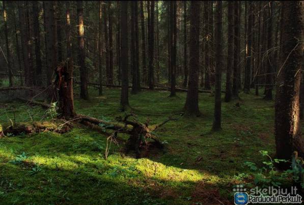 Parduodu mišką su žeme 4,6 ha.
