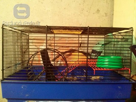 Parduodu narvelius žiurkėnams