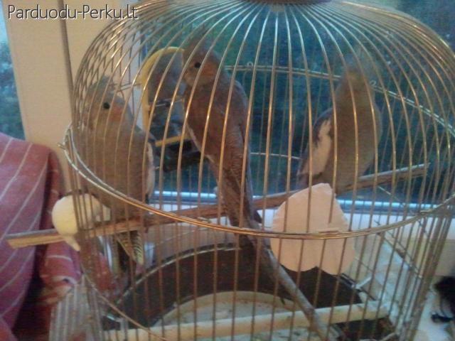 parduodu nimfos jaunikli