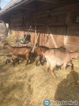 parduodu  ožkas su ožiukais