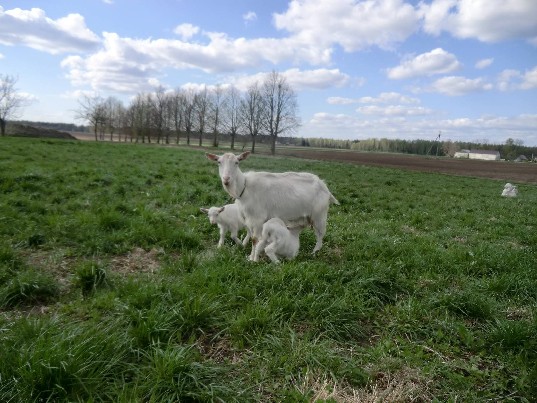 Parduodu ozku seimyna