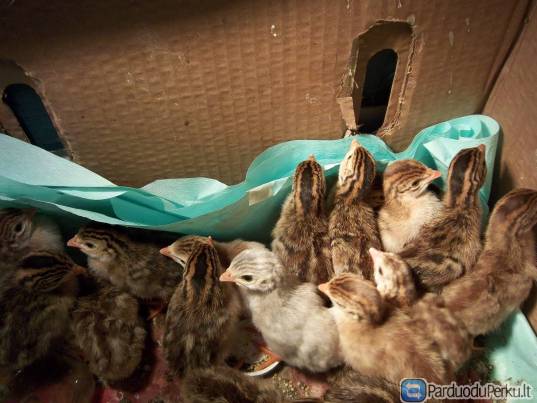 Parduodu perlinius viščiukus (pentardas)