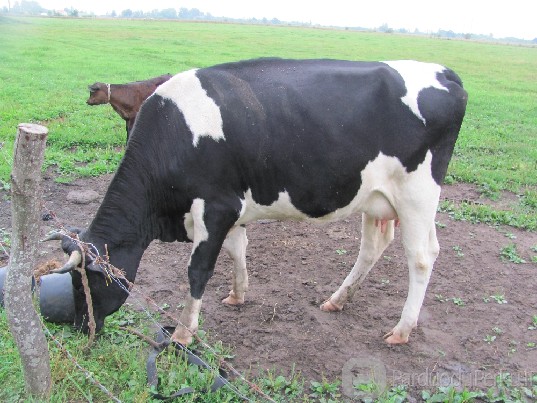 Parduodu Pirmaveršę Karvę