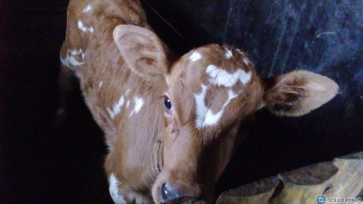 Parduodu pirmaveršę karvę