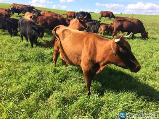 Parduodu raguociu banda