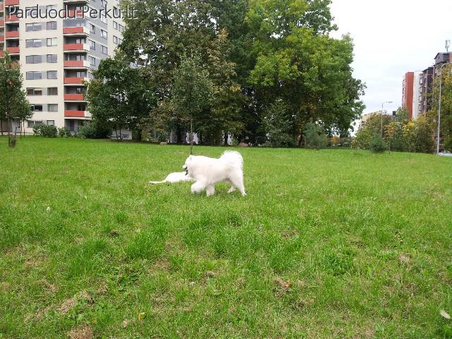 parduodu samojedu veisles suniukus
