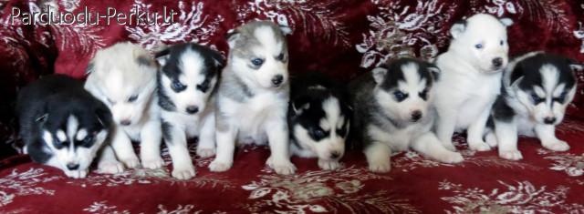 Parduodu Sibiro Haskius