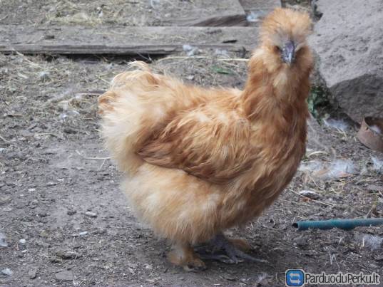 Parduodu šilkinės vištas