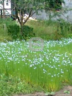 parduodu sodo sklypą