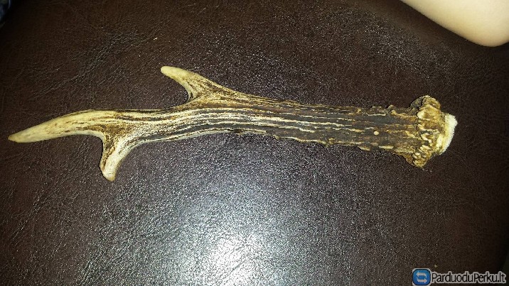 Parduodu stirnino raga