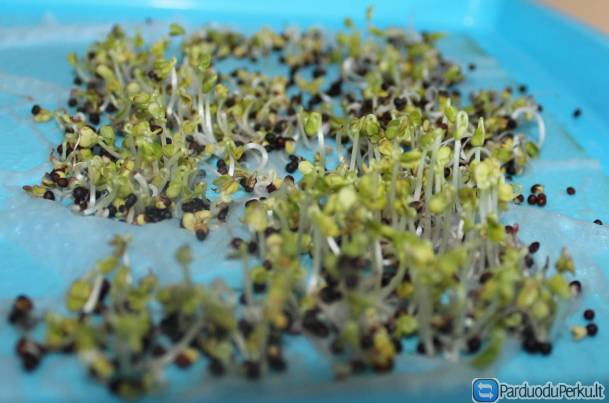 Parduodu vasarinius rapsus, kaip sėklas, daigumas - 82%