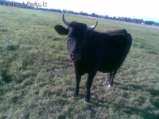 Parduodu veršingą telyčią