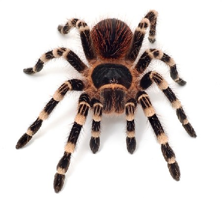 Parduodu Vorą, Paukštėdą, Tarantulą