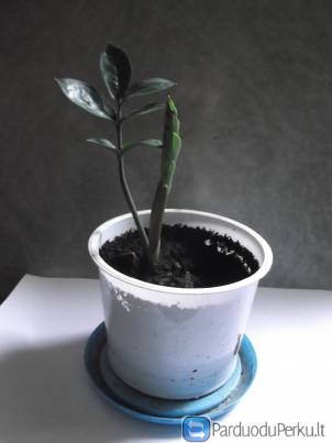 Parduodu zamiokulką